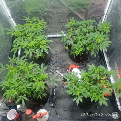 Purple punch EJDM #2 growlog timeline photo
