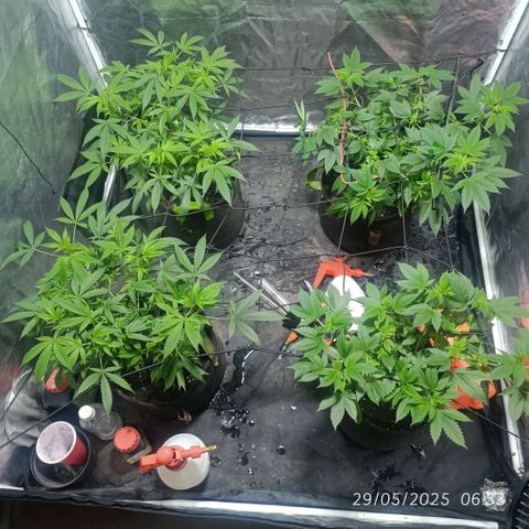 Purple punch EJDM #2 growlog timeline photo
