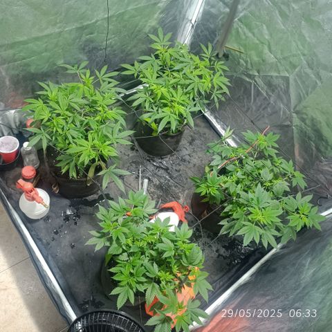 Purple punch EJDM #2 growlog timeline photo