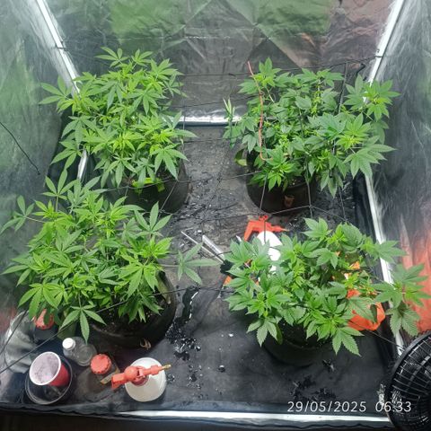 Purple punch EJDM #2 growlog timeline photo