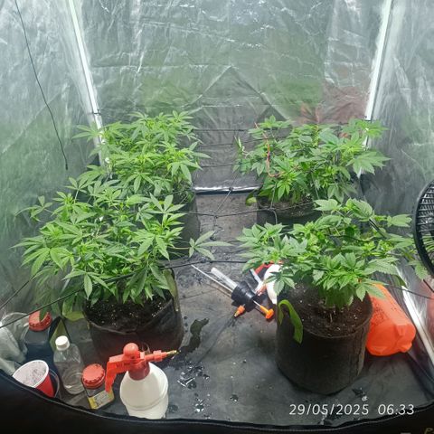 Purple punch EJDM #2 growlog timeline photo