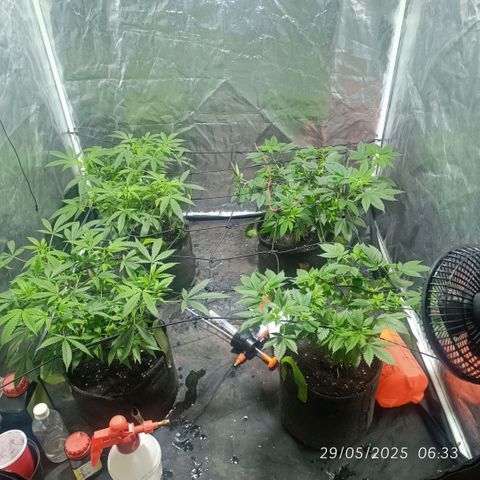 Purple punch EJDM #2 growlog timeline photo