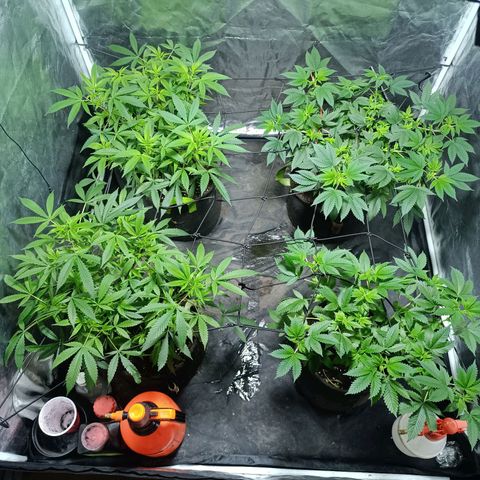 Purple punch EJDM #2 growlog timeline photo