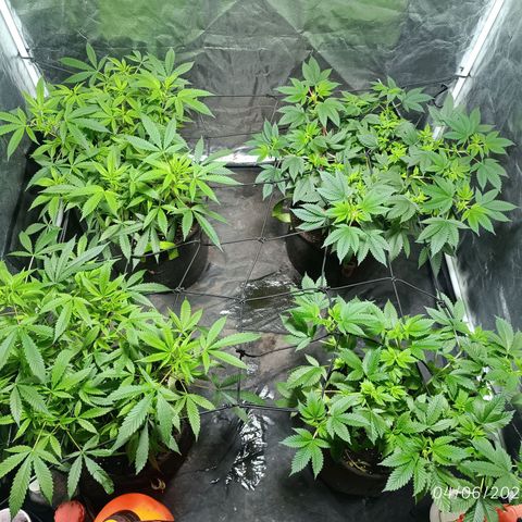 Purple punch EJDM #2 growlog timeline photo