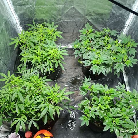 Purple punch EJDM #2 growlog timeline photo