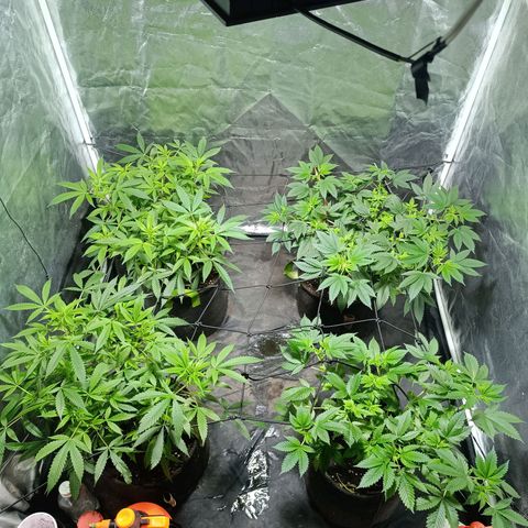 Purple punch EJDM #2 growlog timeline photo