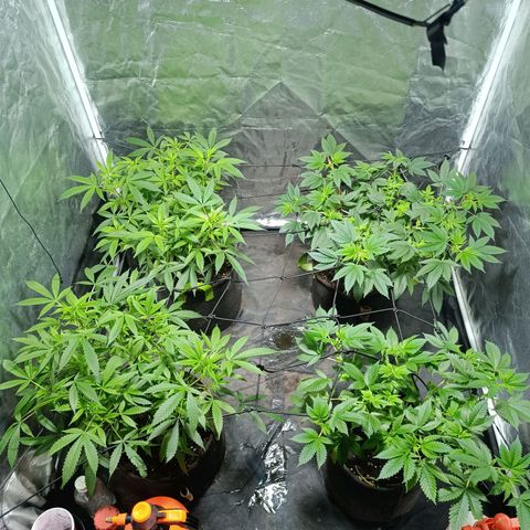 Purple punch EJDM #2 growlog timeline photo