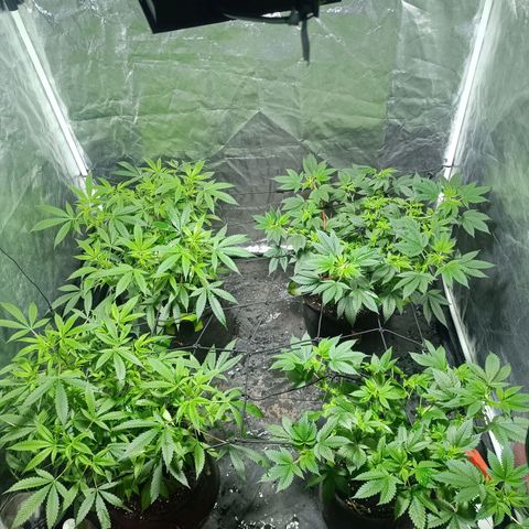 Purple punch EJDM #2 growlog timeline photo