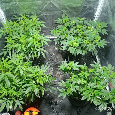 Purple punch EJDM #2 growlog timeline photo