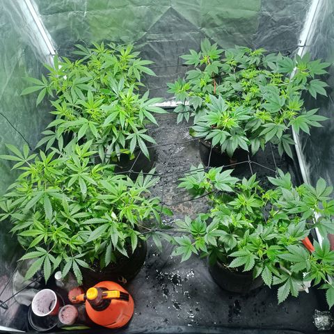Purple punch EJDM #2 growlog timeline photo