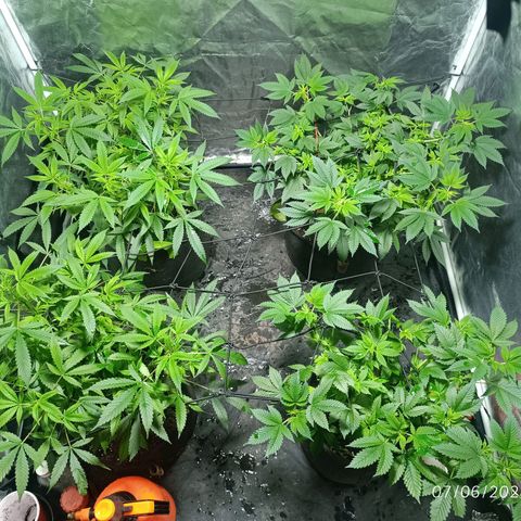 Purple punch EJDM #2 growlog timeline photo