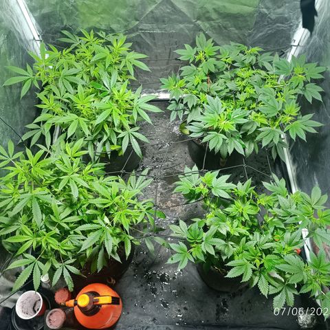 Purple punch EJDM #2 growlog timeline photo