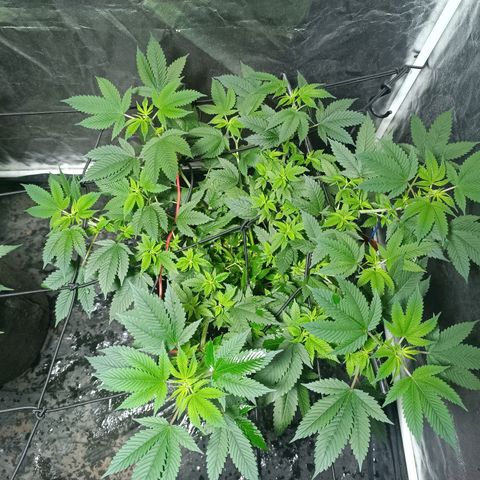 Purple punch EJDM #2 growlog timeline photo