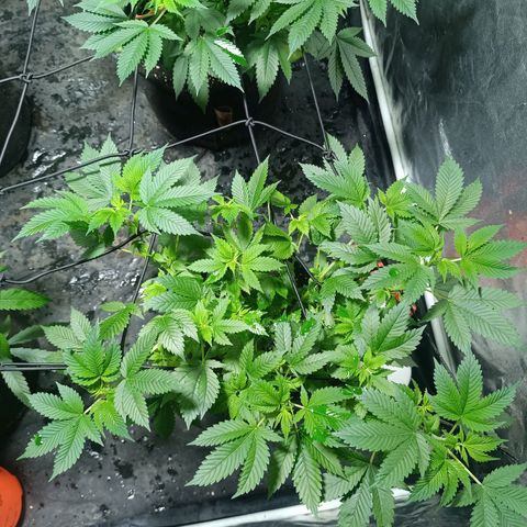 Purple punch EJDM  #1 growlog timeline photo