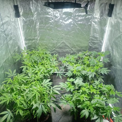 Purple punch EJDM #2 growlog timeline photo
