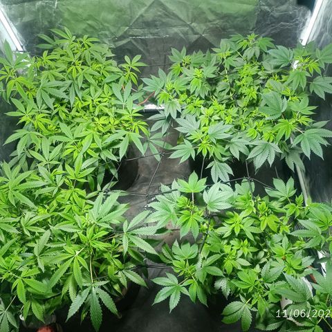 Purple punch EJDM #2 growlog timeline photo