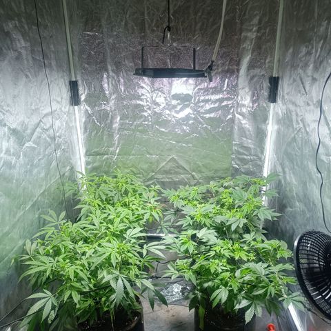 Purple punch EJDM #2 growlog timeline photo