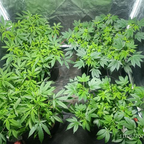Purple punch EJDM #2 growlog timeline photo