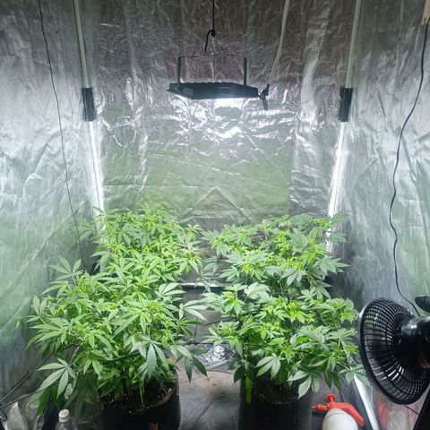 Purple punch EJDM #2 growlog timeline photo