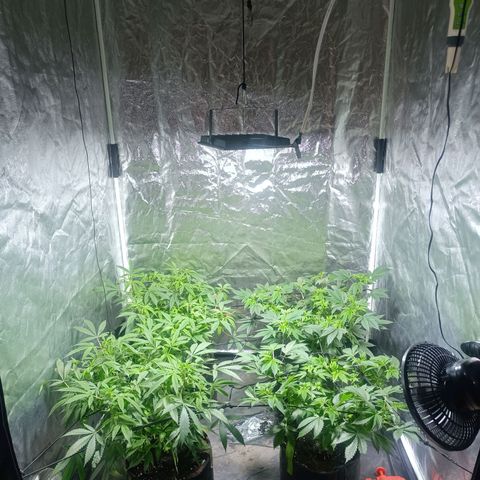 Purple punch EJDM #2 growlog timeline photo