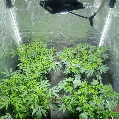 Purple punch EJDM #2 growlog timeline photo