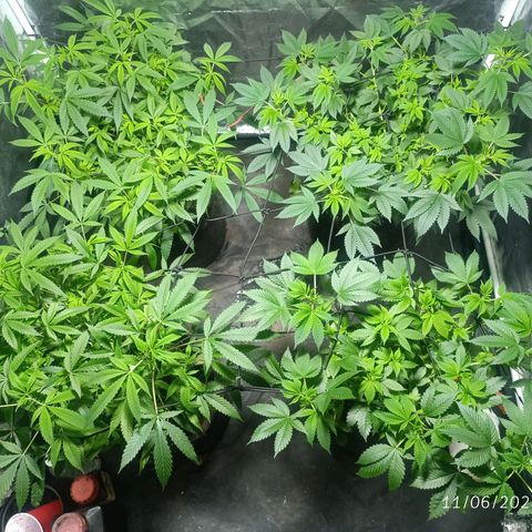 Purple punch EJDM #2 growlog timeline photo