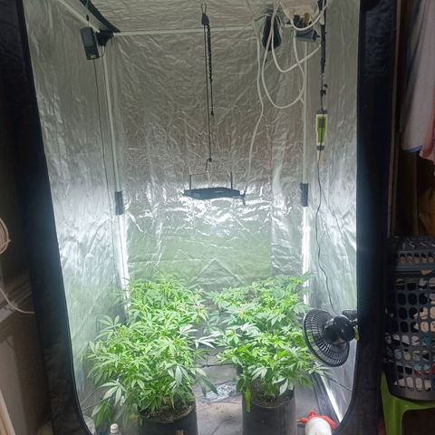 Purple punch EJDM #2 growlog timeline photo