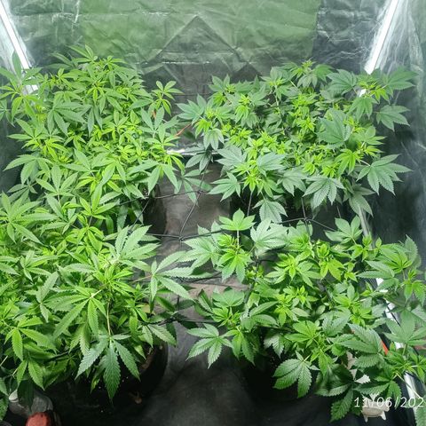 Purple punch EJDM #2 growlog timeline photo