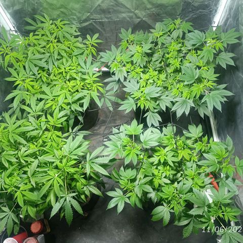 Purple punch EJDM #2 growlog timeline photo