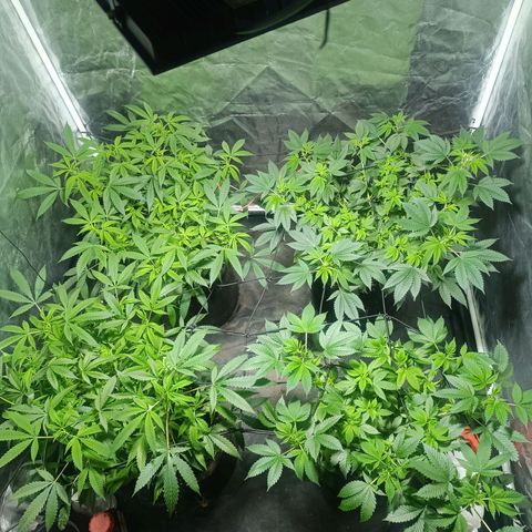 Purple punch EJDM #2 growlog timeline photo