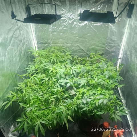 Purple punch EJDM #2 growlog timeline photo