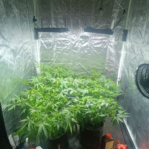 Purple punch EJDM #2 growlog timeline photo