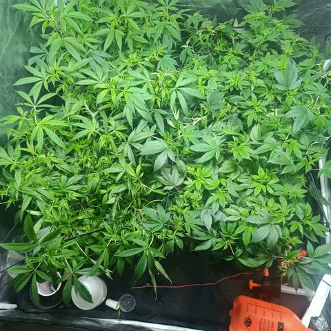 Purple punch EJDM #2 growlog timeline photo