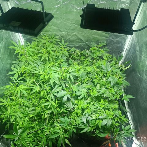 Purple punch EJDM #2 growlog timeline photo