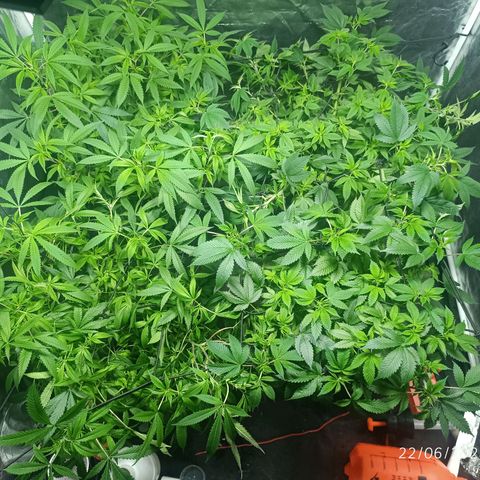 Purple punch EJDM #2 growlog timeline photo