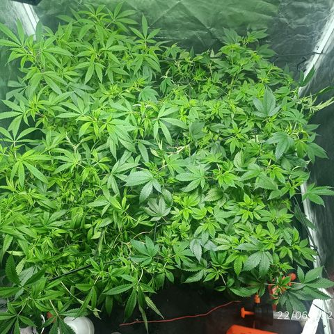 Purple punch EJDM #2 growlog timeline photo