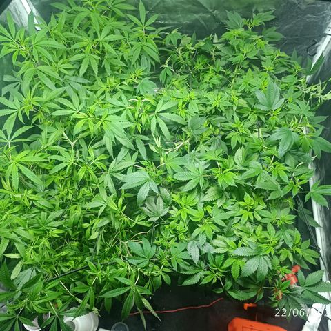 Purple punch EJDM #2 growlog timeline photo