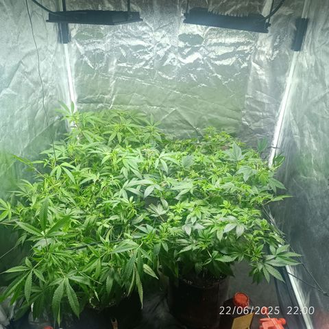 Purple punch EJDM #2 growlog timeline photo