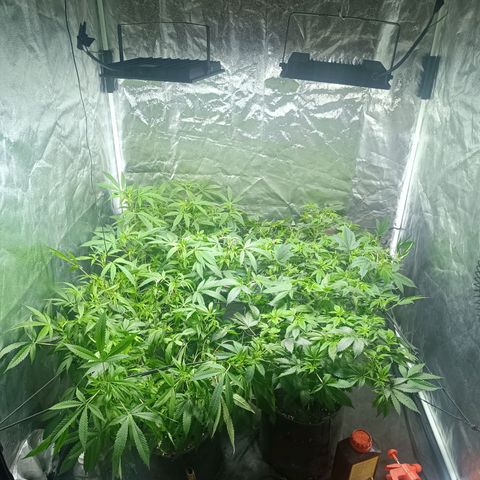 Purple punch EJDM #2 growlog timeline photo