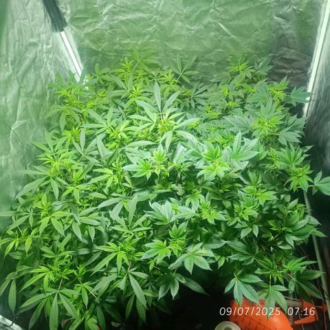 Purple punch EJDM #2 growlog timeline photo