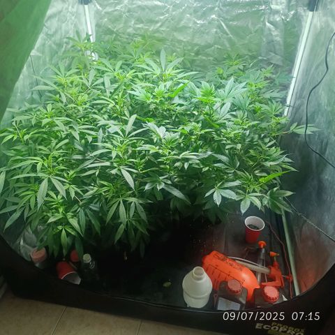 Purple punch EJDM #2 growlog timeline photo