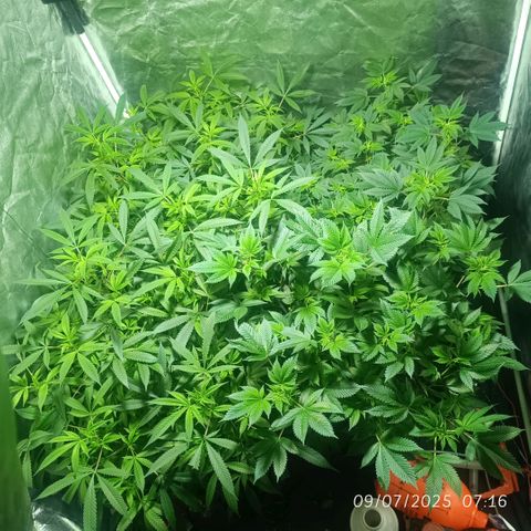 Purple punch EJDM #2 growlog timeline photo