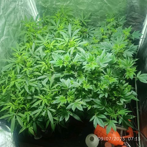 Purple punch EJDM #2 growlog timeline photo