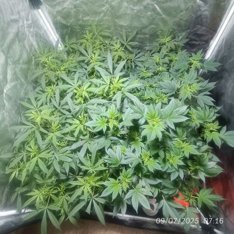 Purple punch EJDM #2 growlog timeline photo