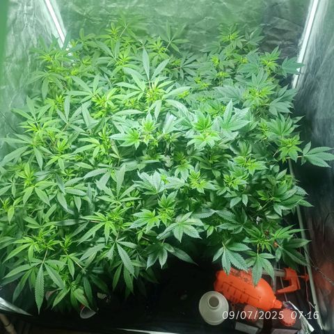 Purple punch EJDM #2 growlog timeline photo