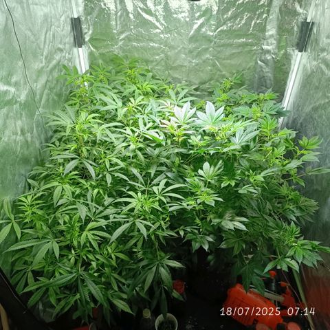 Purple punch EJDM #2 growlog timeline photo