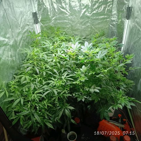 Purple punch EJDM #2 growlog timeline photo