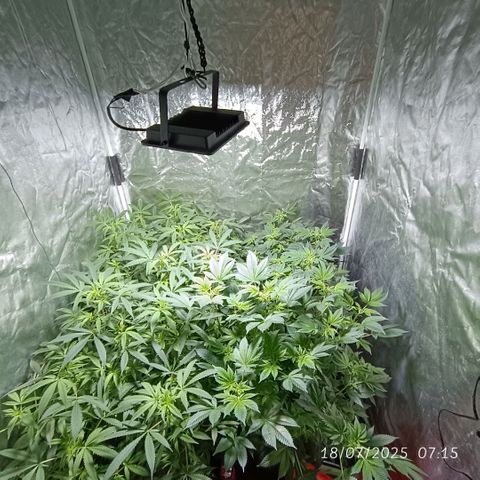 Purple punch EJDM #2 growlog timeline photo
