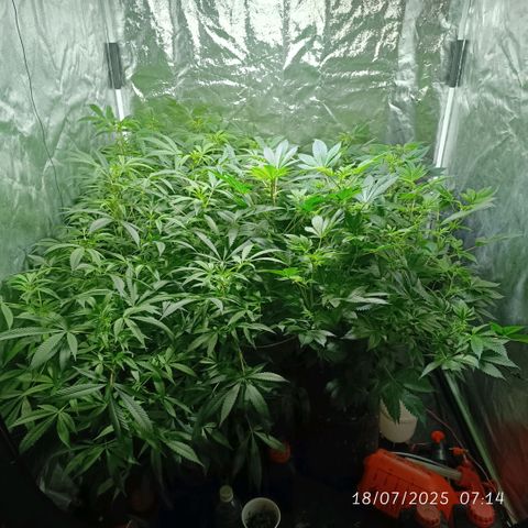 Purple punch EJDM #2 growlog timeline photo