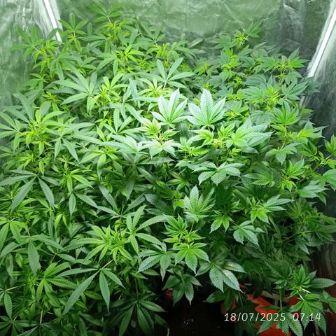 Purple punch EJDM #2 growlog timeline photo